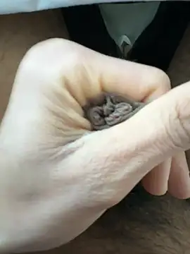 raju120011 online show from February 26, 4:35 pm