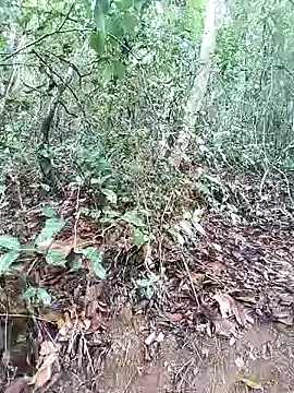 Snapshot of Danna-linyi chatting on March 1, 8:10 pm Danna-linyi online show from March 1, 8:10 pm