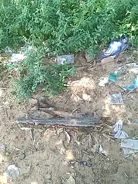 teluguu-rajj online show from October 21, 6:47 am