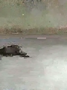 teluguu-rajj online show from October 27, 2:37 am