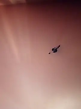 BR master online show from September 19, 10:16 am