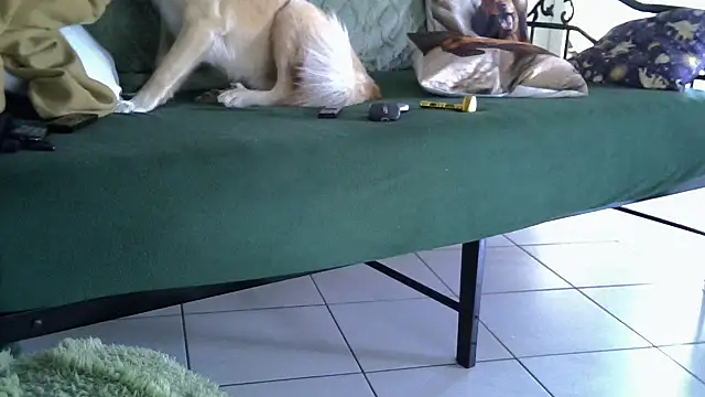 Damn bro23 online show from February 20, 7:32 am