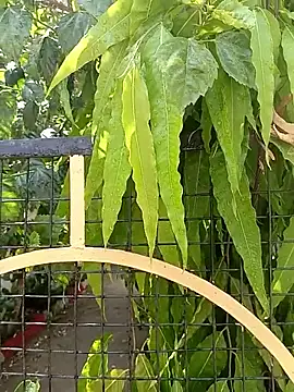 bairobunde online show from April 17, 8:17 am