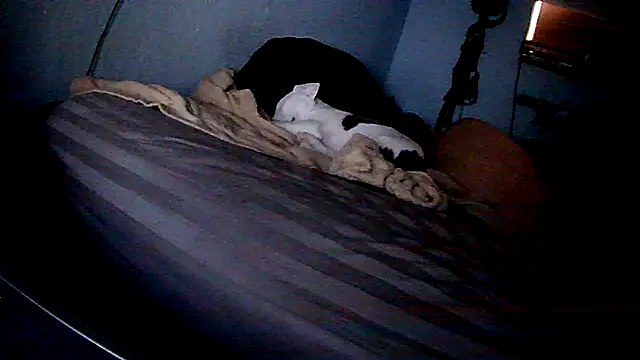 PornStro921 online show from February 11, 8:25 pm