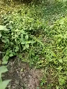 himvilohi08 online show from October 19, 11:55 am