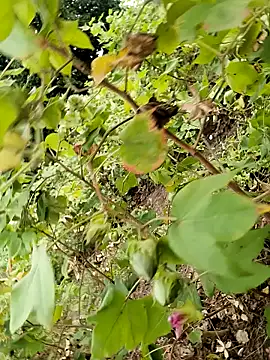 himvilohi08 online show from October 24, 11:50 am