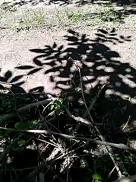 Snapshot of hornny_boy35 chatting on July 13, 11:13 am hornny boy35 online show from July 13, 11:13 am