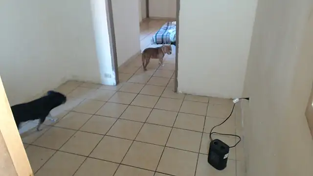 BlondZilla online show from December 16, 8:58 pm