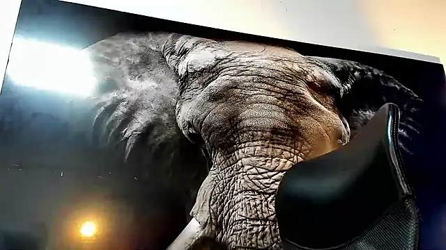 king falconer online show from November 22, 2:32 am