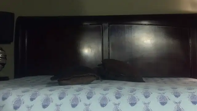 Hornylouisewil online show from November 21, 12:43 am