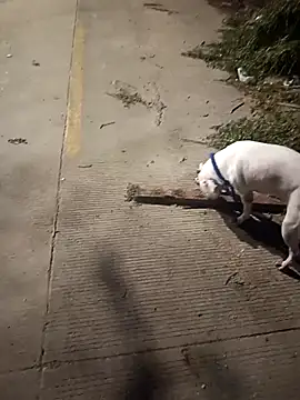 Snapshot of Frank0021 chatting on December 14, 1:33 am Frank0021 online show from December 14, 1:33 am