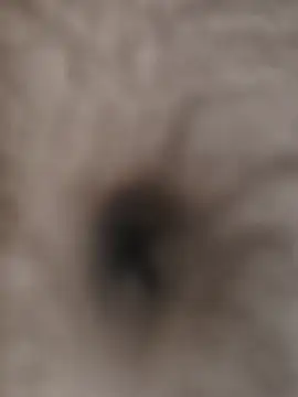 beststripy online show from August 4, 8:33 pm