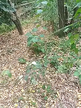 pegaso369 online show from October 17, 1:46 pm