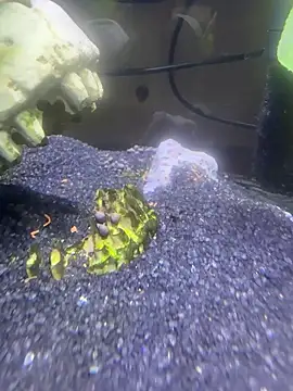 saumon3022 online show from February 8, 9:13 am