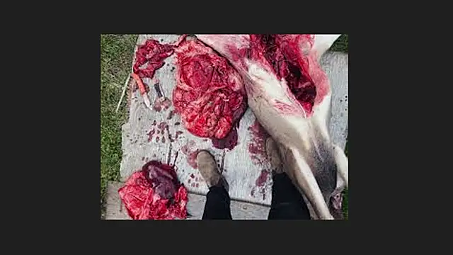 Snapshot of lisabaus chatting on April 12, 1:10 am lisabaus online show from April 12, 1:10 am