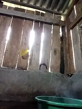 Ngocmi909 online show from November 16, 12:16 am