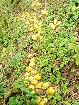 hera-00 online show from January 13, 2:50 am