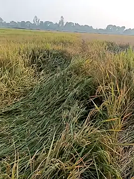 pus ylover online show from November 4, 10:14 am