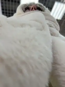 RonnieKiss online show from April 11, 9:02 am