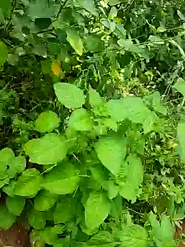 telugumodda4396 online show from October 25, 5:48 am