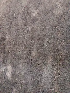 Snapshot of nagepalli chatting on November 29, 3:31 am nagepalli online show from November 29, 3:31 am