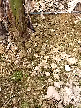 Sikici0734 online show from February 24, 9:40 am