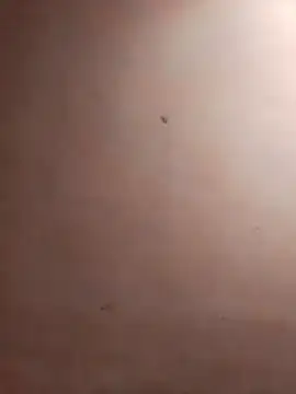 Snapshot of TuFlapito chatting on November 16, 2:55 pm TuFlapito online show from November 16, 2:55 pm