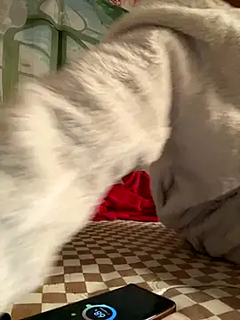 Yes-Baby-A online show from January 6, 9:07 pm