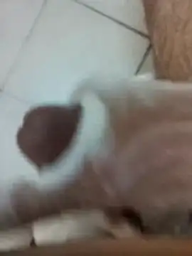 Amoooooun online show from December 17, 9:04 am