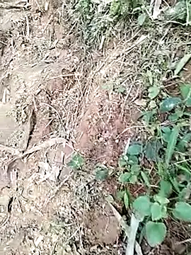 neko-nancy online show from January 19, 9:02 am