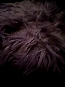 LilithAngle online show from January 11, 7:46 am