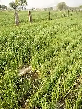 hornycouple20000 online show from January 9, 5:10 am