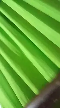 Snapshot of saray_reesee chatting on February 28, 4:24 am saray reesee online show from February 28, 4:24 am