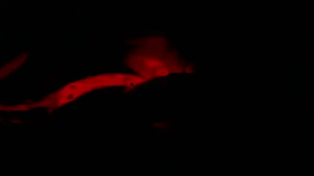 twink gabrielll online show from January 12, 2:28 am