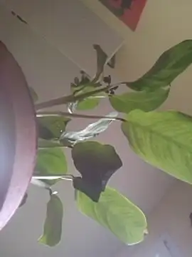 NickoHetero online show from January 17, 2:44 pm