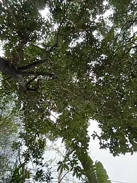 Snapshot of IceMur chatting on February 23, 3:04 am IceMur online show from February 23, 3:04 am