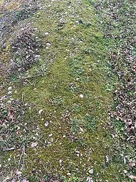 Snapshot of magicdickx21 chatting on February 20, 2:06 pm magicdickx21 online show from February 20, 2:06 pm