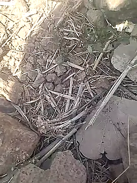 Snapshot of Cute_Boy_4 chatting on February 18, 7:37 am Cute Boy 4 online show from February 18, 7:37 am