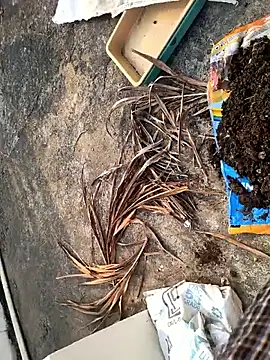 Snapshot of Castrol1289 chatting on February 27, 3:06 am Castrol1289 online show from February 27, 3:06 am