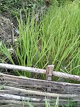 heesuu11 online show from June 1, 10:17 am