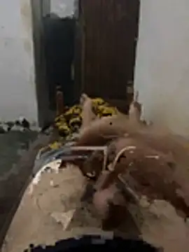 Snapshot of Polomoro23 chatting on March 27, 7:35 pm Polomoro23 online show from March 27, 7:35 pm