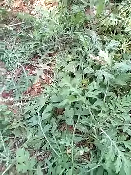 Snapshot of new_sexy_couple chatting on March 13, 8:21 am new sexy couple online show from March 13, 8:21 am