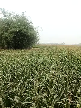 hot honey 66 online show from April 18, 5:55 am