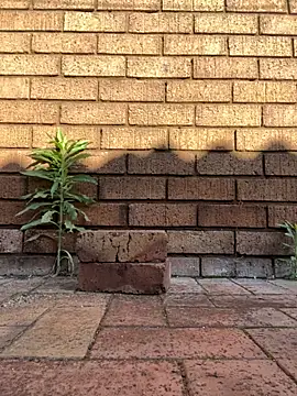 ZeusBlackDick online show from November 1, 4:58 am