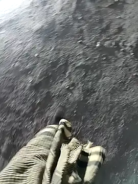 Bengali BULL1 online show from November 17, 1:50 pm