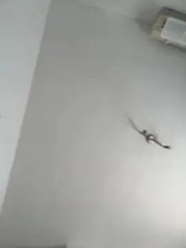 itsCassie online show from October 13, 1:00 pm