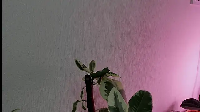 Snapshot of BowToYourWeakness chatting on February 8, 1:01 pm BowToYourWeakness online show from February 8, 1:01 pm