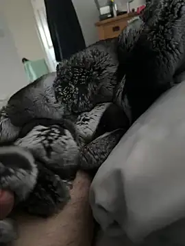 Furdale online show from April 21, 6:01 pm