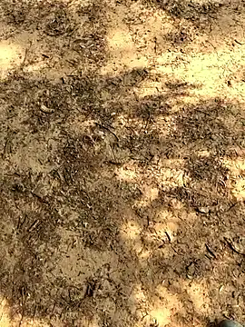 Gopal1243 online show from November 26, 6:14 am