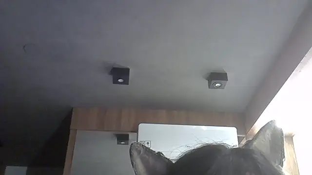 Skinny-Kitten online show from February 11, 12:04 am